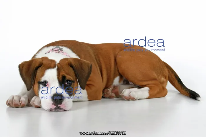 : DOG. Bulldog X breed, 16 weeks old puppy, laying, studio, w : DOG. Bulldog X breed, 16 weeks old puppy, laying, studio, w