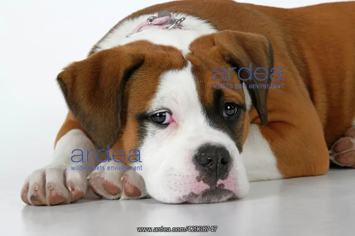  : DOG. Bulldog X breed, 16 weeks old puppy, laying, studio, w
