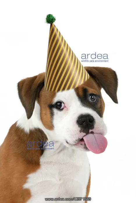 : DOG. Bulldog X breed, 16 weeks old puppy, head & shoulders : DOG. Bulldog X breed, 16 weeks old puppy, head & shoulders