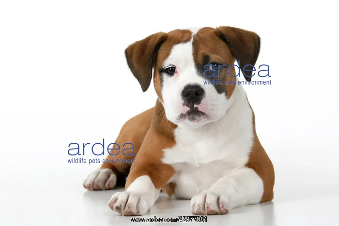 : DOG. Bulldog X breed, 16 weeks old puppy, laying, studio, w : DOG. Bulldog X breed, 16 weeks old puppy, laying, studio, w
