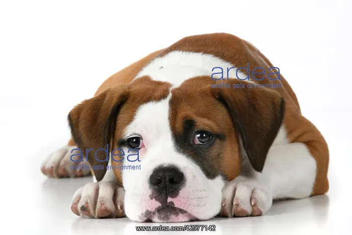 : DOG. Bulldog X breed, 16 weeks old puppy, laying, studio, w : DOG. Bulldog X breed, 16 weeks old puppy, laying, studio, w