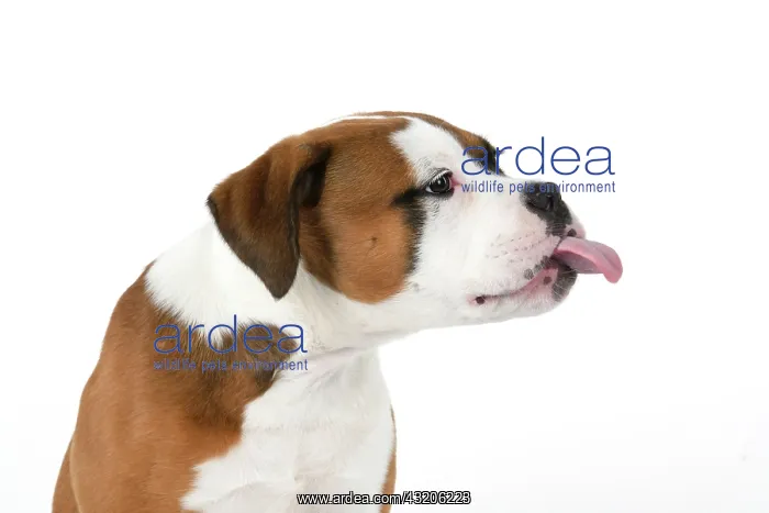 : DOG. Bulldog X breed, 16 weeks old puppy, head & shoulders : DOG. Bulldog X breed, 16 weeks old puppy, head & shoulders