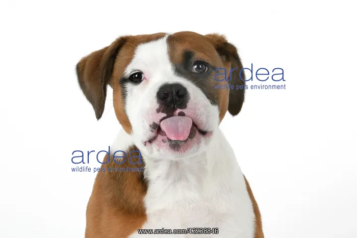 : DOG. Bulldog X breed, 16 weeks old puppy, head & shoulders : DOG. Bulldog X breed, 16 weeks old puppy, head & shoulders