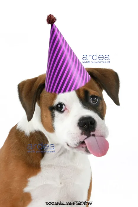 : DOG. Bulldog X breed, 16 weeks old puppy, head & shoulders : DOG. Bulldog X breed, 16 weeks old puppy, head & shoulders