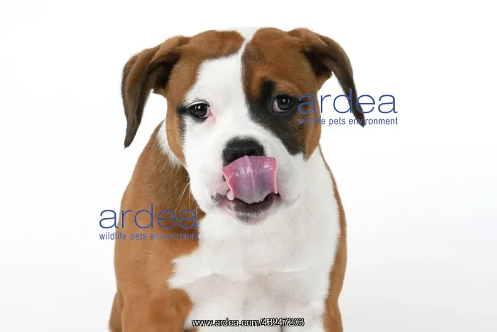 : DOG. Bulldog X breed, 16 weeks old puppy, head & shoulders : DOG. Bulldog X breed, 16 weeks old puppy, head & shoulders
