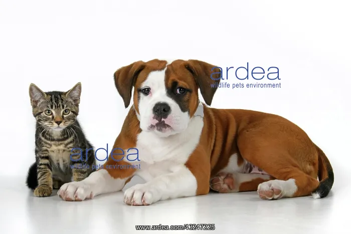 : DOG. Bulldog X breed, 16 weeks old puppy, lying with kitten : DOG. Bulldog X breed, 16 weeks old puppy, lying with kitten