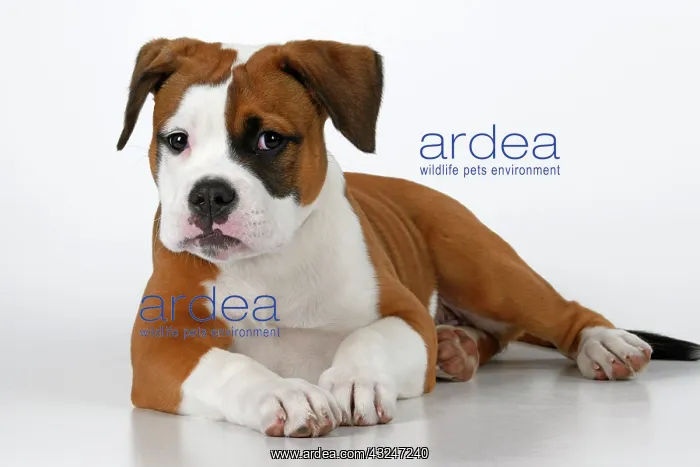 : DOG. Bulldog X breed, 16 weeks old puppy, laying, studio, w : DOG. Bulldog X breed, 16 weeks old puppy, laying, studio, w