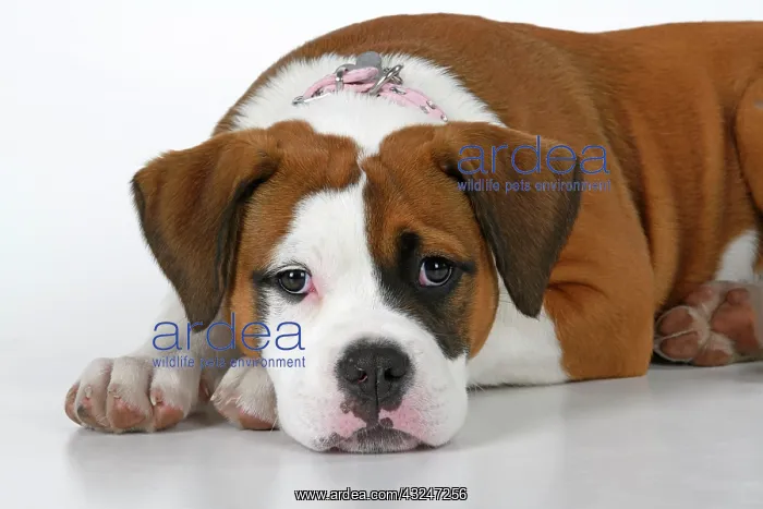 : DOG. Bulldog X breed, 16 weeks old puppy, laying, studio, w : DOG. Bulldog X breed, 16 weeks old puppy, laying, studio, w