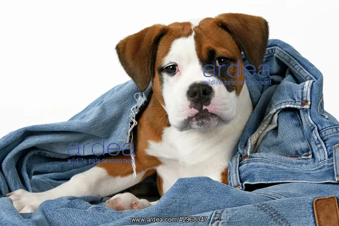  : DOG. Bulldog X breed, 16 weeks old puppy in some denim jean