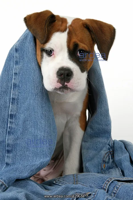 : DOG. Bulldog X breed, 16 weeks old puppy in some denim jean : DOG. Bulldog X breed, 16 weeks old puppy in some denim jean