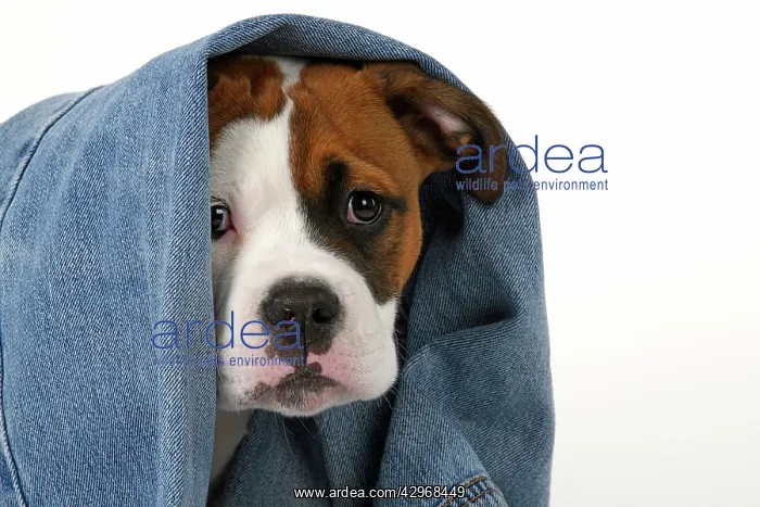 : DOG. Bulldog X breed, 16 weeks old puppy in some denim jean : DOG. Bulldog X breed, 16 weeks old puppy in some denim jean
