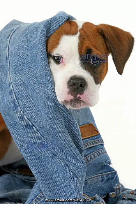 : DOG. Bulldog X breed, 16 weeks old puppy in some denim jean : DOG. Bulldog X breed, 16 weeks old puppy in some denim jean