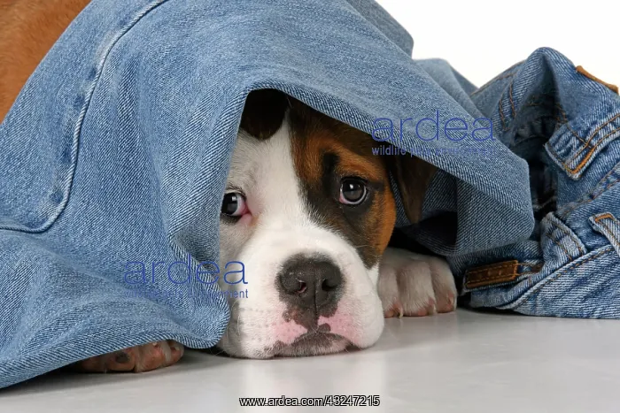 : DOG. Bulldog X breed, 16 weeks old puppy in some denim jean : DOG. Bulldog X breed, 16 weeks old puppy in some denim jean