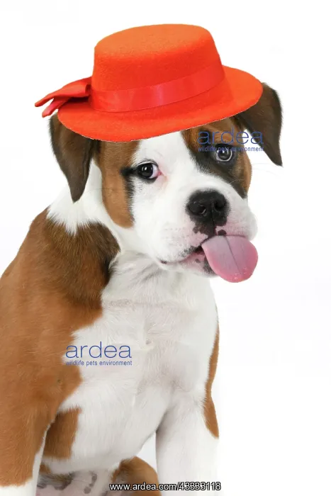 : DOG. Bulldog X breed, 16 weeks old puppy, head : DOG. Bulldog X breed, 16 weeks old puppy, head
