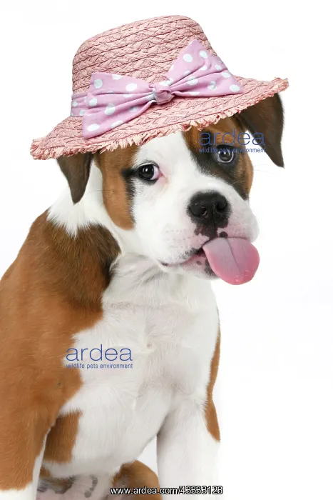 : DOG. Bulldog X breed, 16 weeks old puppy, head : DOG. Bulldog X breed, 16 weeks old puppy, head