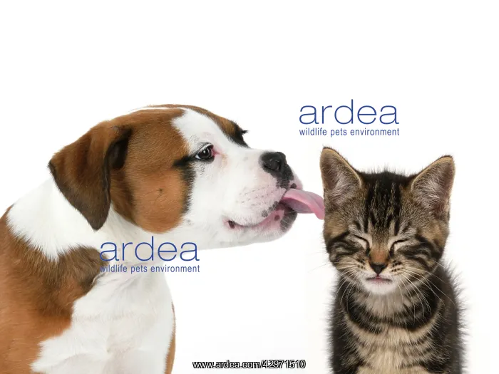 : DOG. Bulldog X breed, 16 weeks old puppy licking a Tabby ki : DOG. Bulldog X breed, 16 weeks old puppy licking a Tabby ki