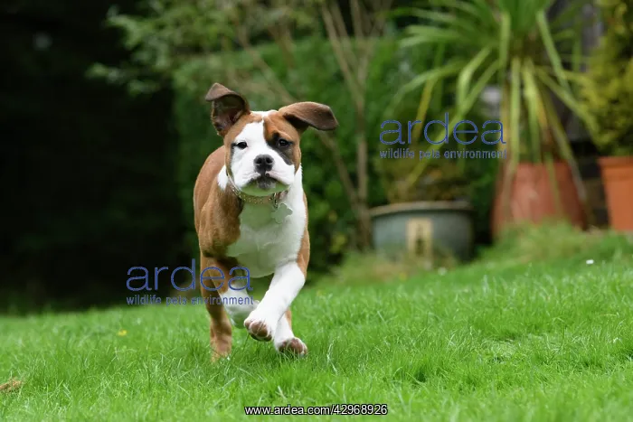 : DOG. Bulldog X breed, 16 weeks old puppy running to camera : DOG. Bulldog X breed, 16 weeks old puppy running to camera