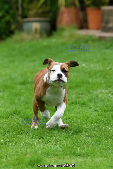 : DOG. Bulldog X breed, 16 weeks old puppy running to camera : DOG. Bulldog X breed, 16 weeks old puppy running to camera