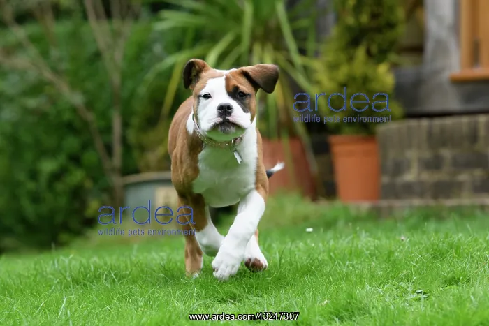 : DOG. Bulldog X breed, 16 weeks old puppy running to camera : DOG. Bulldog X breed, 16 weeks old puppy running to camera