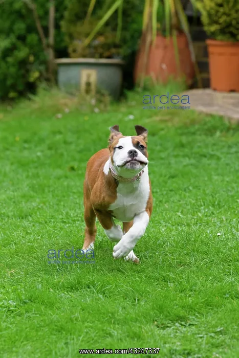 : DOG. Bulldog X breed, 16 weeks old puppy running to camera : DOG. Bulldog X breed, 16 weeks old puppy running to camera