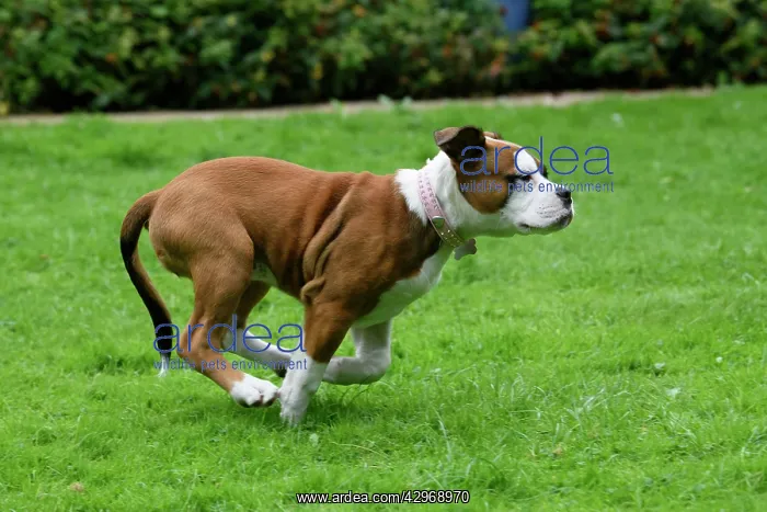: DOG. Bulldog X breed, 16 weeks old puppy running in a garde : DOG. Bulldog X breed, 16 weeks old puppy running in a garde
