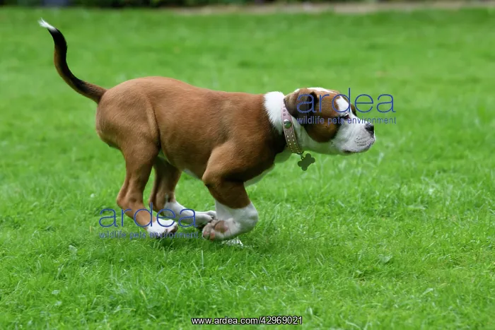 : DOG. Bulldog X breed, 16 weeks old puppy running in a garde : DOG. Bulldog X breed, 16 weeks old puppy running in a garde
