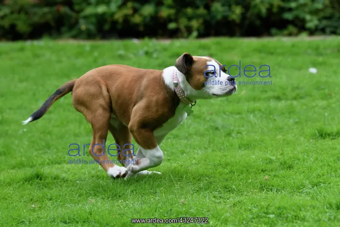  : DOG. Bulldog X breed, 16 weeks old puppy running in a garde
