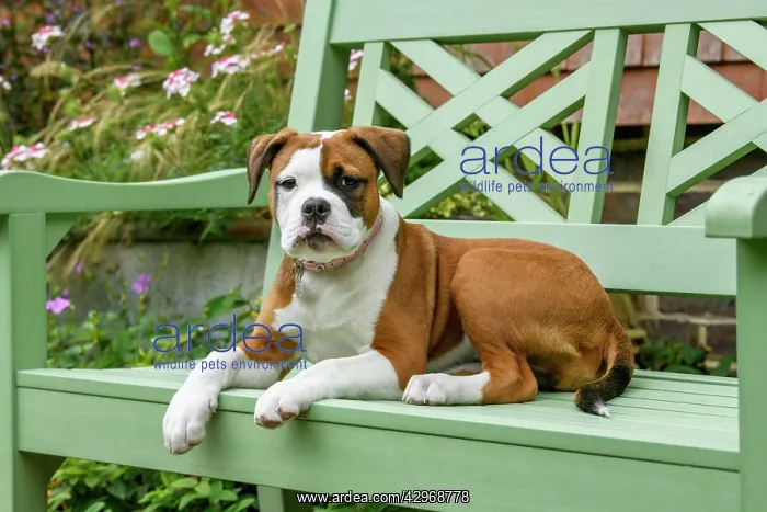 : DOG. Bulldog X breed, 16 weeks old puppy sitting on a gard : DOG. Bulldog X breed, 16 weeks old puppy sitting on a gard