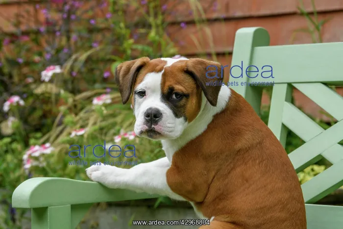 : DOG. Bulldog X breed, 16 weeks old puppy sitting on a gard : DOG. Bulldog X breed, 16 weeks old puppy sitting on a gard