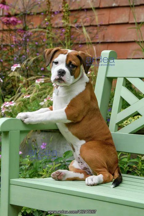 : DOG. Bulldog X breed, 16 weeks old puppy sitting on a gard : DOG. Bulldog X breed, 16 weeks old puppy sitting on a gard