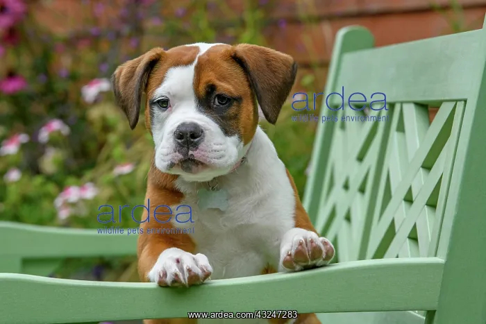 : DOG. Bulldog X breed, 16 weeks old puppy sitting on a gard : DOG. Bulldog X breed, 16 weeks old puppy sitting on a gard