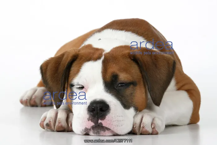 : DOG. Bulldog X breed, 16 weeks old sleepy puppy, laying, st : DOG. Bulldog X breed, 16 weeks old sleepy puppy, laying, st