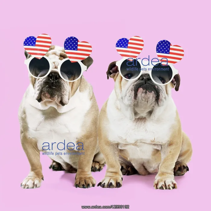  : Dog, Bulldogs wearing heart shaped American flag glasses