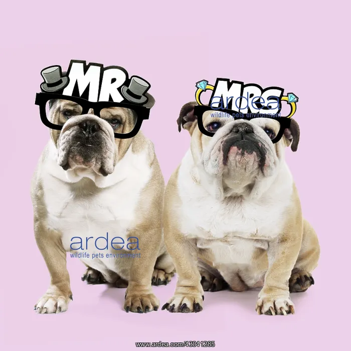 : Dog, Bulldogs wearing Mr & Mrs glasses Dog : Dog, Bulldogs wearing Mr & Mrs glasses Dog