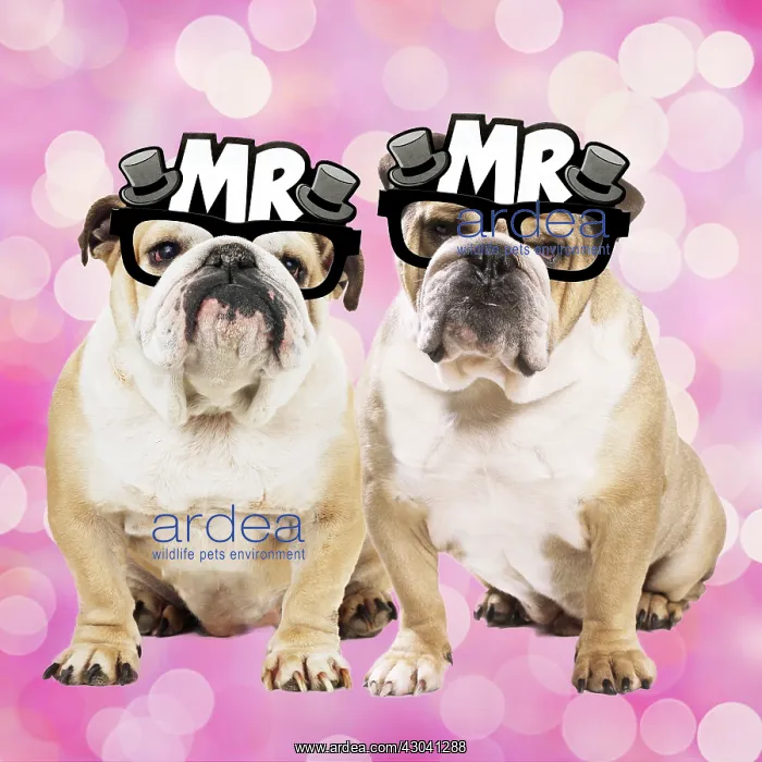 : Dog, Bulldogs wearing Mr & Mrs glasses Dog : Dog, Bulldogs wearing Mr & Mrs glasses Dog