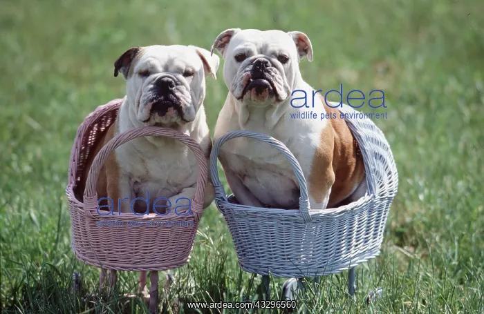 : DOG - Bulldogs x two, in toy prams : DOG - Bulldogs x two, in toy prams