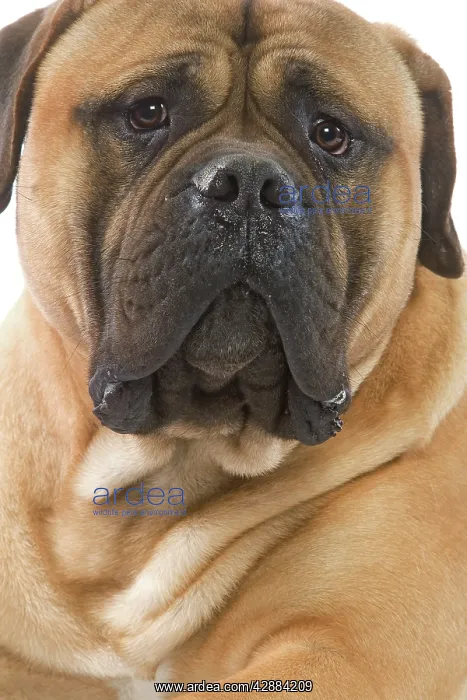 : Dog - Bullmastiff : Dog - Bullmastiff