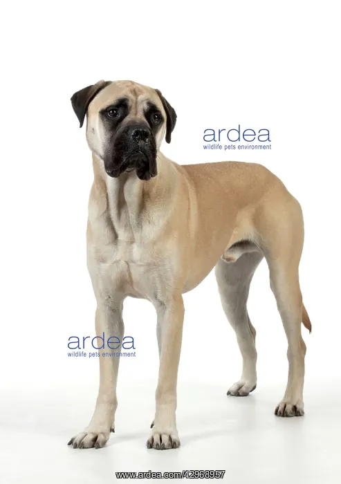 : DOG - Bullmastiff : DOG - Bullmastiff