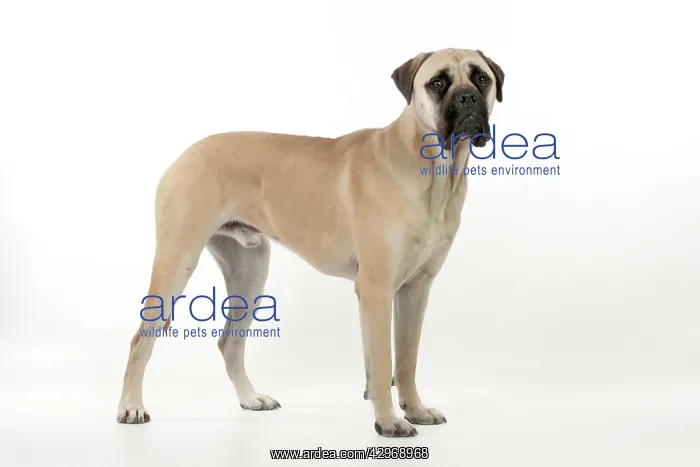 : DOG - Bullmastiff : DOG - Bullmastiff