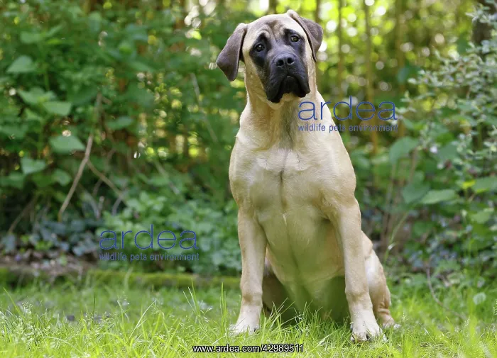 : Dog - Bullmastiff : Dog - Bullmastiff