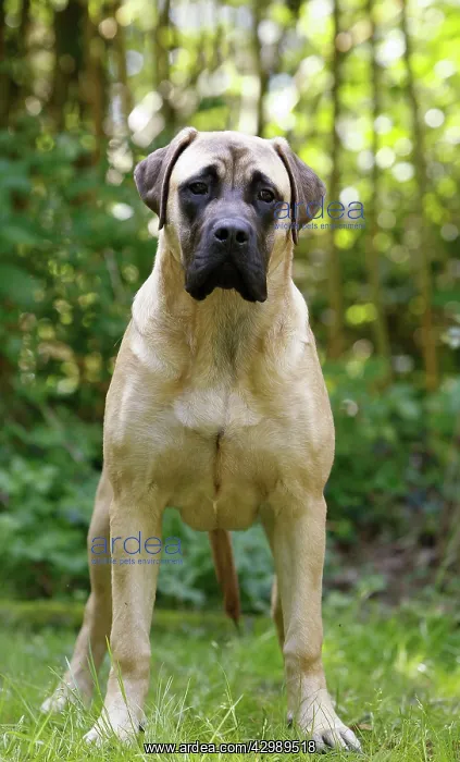 : Dog - Bullmastiff : Dog - Bullmastiff