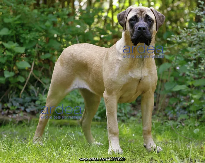 : Dog - Bullmastiff : Dog - Bullmastiff