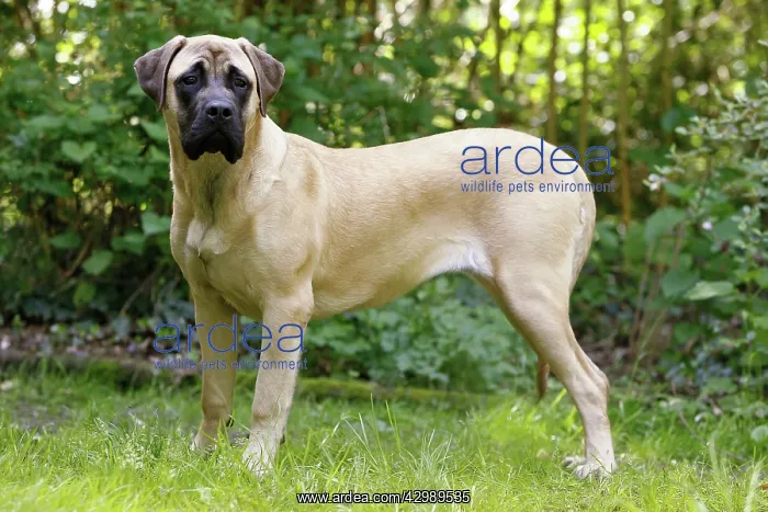 : Dog - Bullmastiff : Dog - Bullmastiff