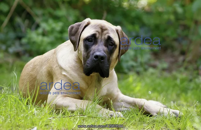  : Dog - Bullmastiff