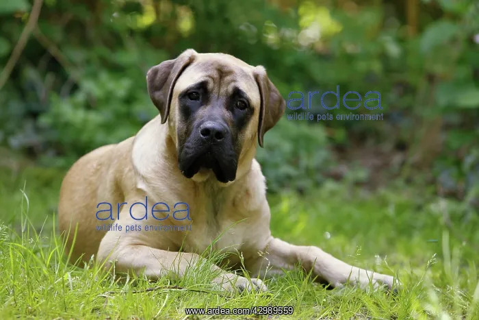 : Dog - Bullmastiff : Dog - Bullmastiff