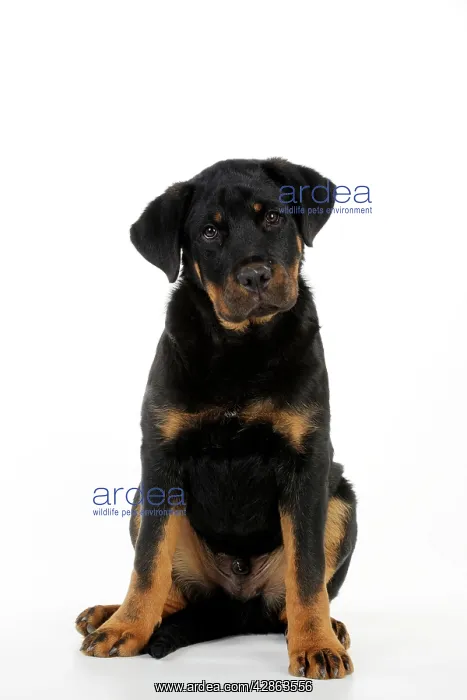 : DOG - Bullmastiff or rottweiler : DOG - Bullmastiff or rottweiler