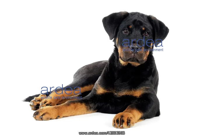 : DOG - Bullmastiff or rottweiler : DOG - Bullmastiff or rottweiler