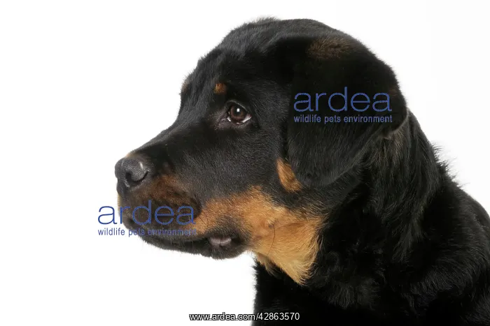 : DOG - Bullmastiff or rottweiler : DOG - Bullmastiff or rottweiler