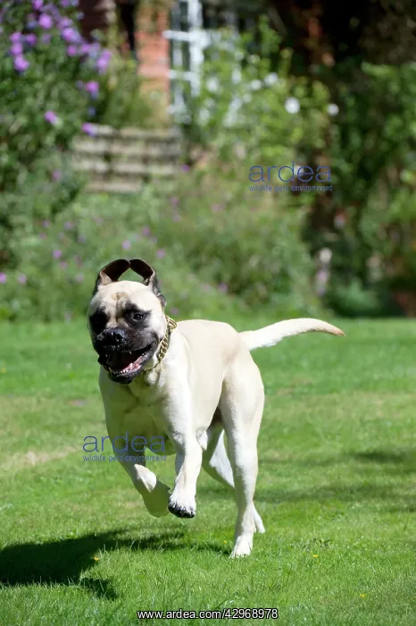 : DOG - Bullmastiff running in garden : DOG - Bullmastiff running in garden