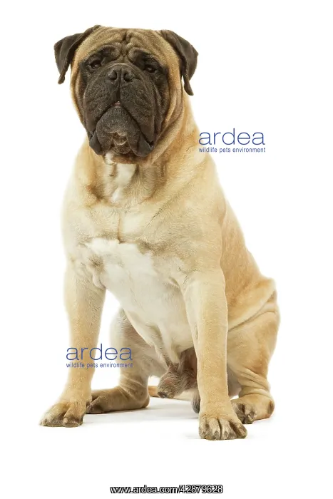  : Dog - Bullmastiff sitting in studio